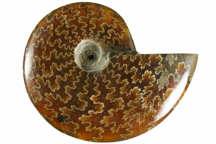 Polished Ammonite (Cleoniceras) Fossil - Madagascar #185296